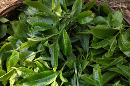 最耐泡的茶葉排名，什么茶葉經(jīng)久耐泡？