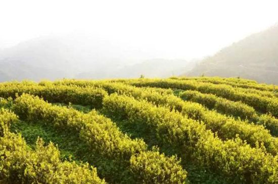 黃金茶的功效及禁忌癥，黃金茶有什么副作用嗎？