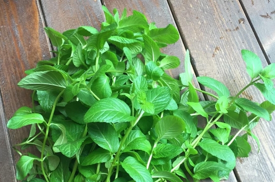 薄荷茶的功效與作用，喝薄荷茶有什么好處？