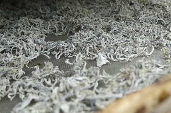 麗江雪茶的功效與作用，白雪茶有什么功效和作用