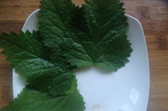 薄荷茶的功效與作用，喝薄荷茶有什么好處？