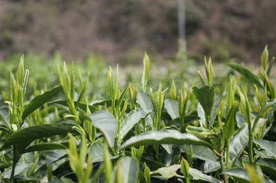 喝黃金茶禁忌，什么人不能喝黃金芽茶？