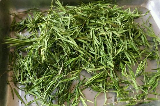 哪類人不適合喝石竹茶，石竹茶的功效與禁忌