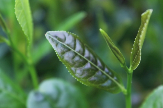 綠茶第一泡要倒掉嗎，為什么綠茶第一泡不喝？