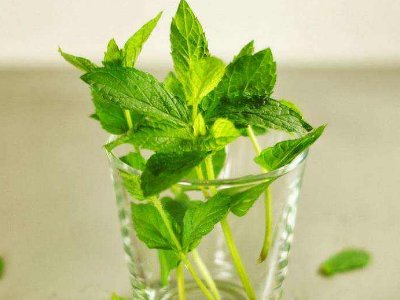 喝茶治口臭嗎，什么茶治口臭好？