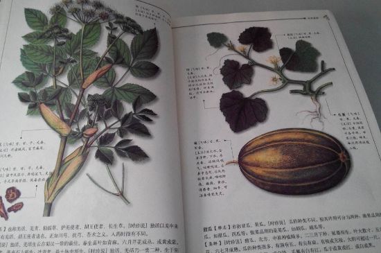 中國(guó)茶葉的發(fā)展歷史文化