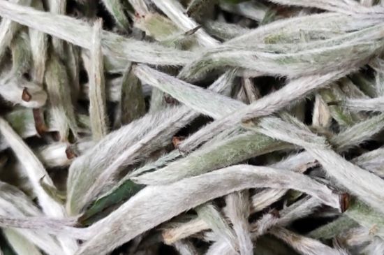 春茶上市白茶的好壞怎么區(qū)分，春白茶怎么分辨好不好？