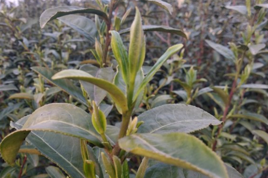 家庭如何保存碧螺春茶葉，蘇州洞庭碧螺春綠茶怎么保存？