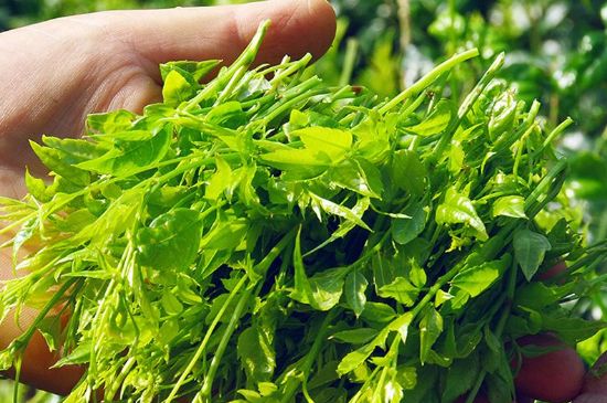 茅巖莓茶別名是什么，莓茶別名叫藤茶嗎？