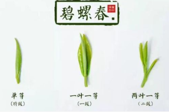 真假碧螺春泡水后區(qū)別，蘇州洞庭碧螺春怎樣鑒別好壞？