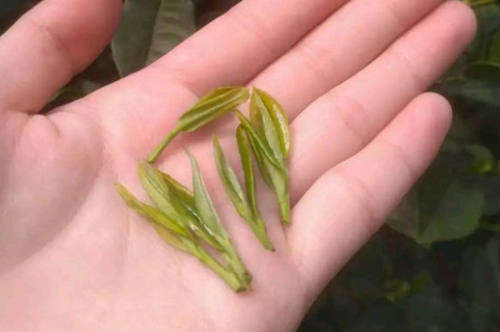 炒青茶為什么便宜，炒青綠茶好喝嗎？