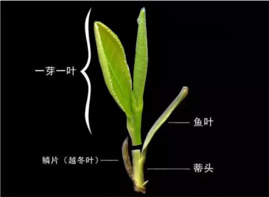 摘茶葉最快的方法，采摘茶葉怎么才能快？