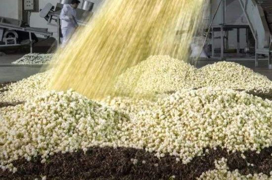 茉莉龍珠怎么做的，茉莉龍珠的制作工藝