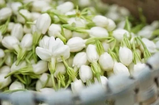 十大排毒養(yǎng)顏花茶，喝什么花茶排毒養(yǎng)顏