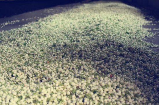 茉莉龍珠怎么做的，茉莉龍珠的制作工藝