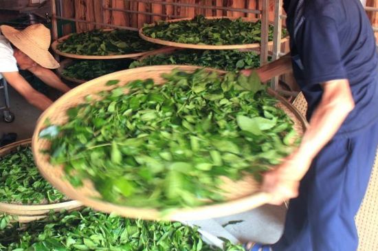 武夷巖茶的初制、精制加工工藝詳細講解