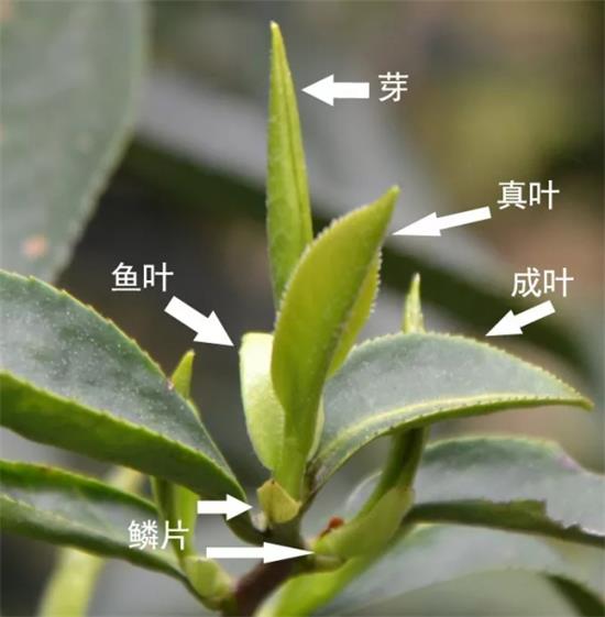 摘茶葉最快的方法，采摘茶葉怎么才能快？