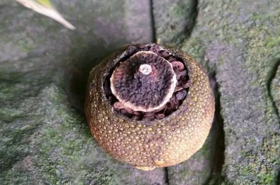 家庭自制柑普茶方法，小青柑制作9個步驟竅門（圖片）