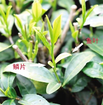 摘茶葉最快的方法，采摘茶葉怎么才能快？