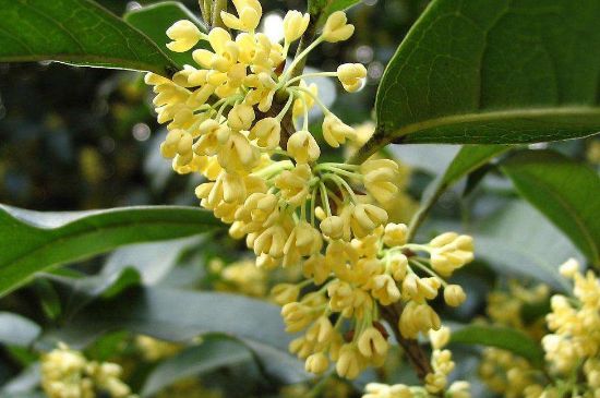 干桂花茶的制作方法，怎樣自制桂花茶？