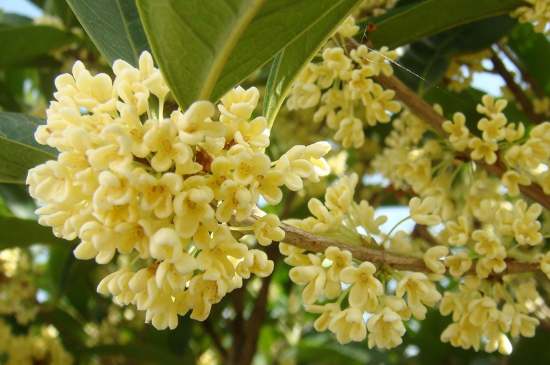 茉莉茶一次泡幾朵，茉莉茶放多少