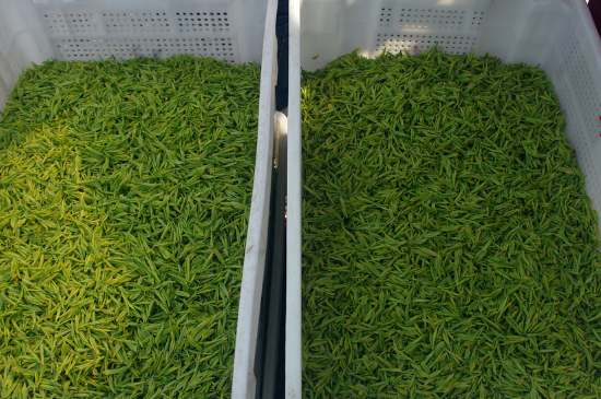 什么茶葉適合用蒸茶器，什么茶可以蒸