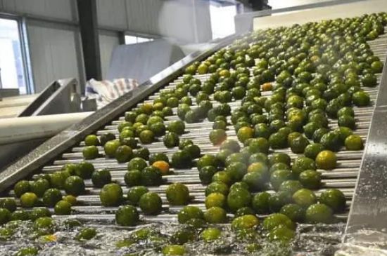 家庭自制柑普茶方法，小青柑制作9個步驟竅門（圖片）