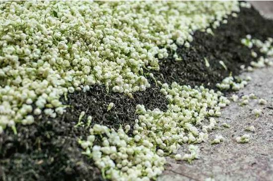 茉莉茶葉的功效與禁忌，什么人不適合喝茉莉花茶？