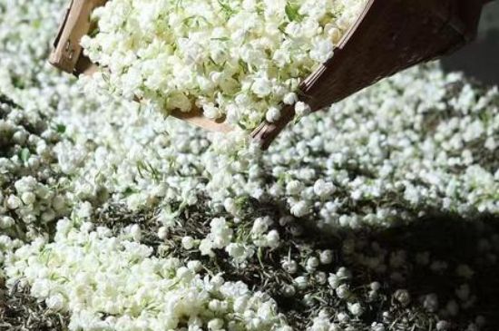 茉莉茶葉的功效與禁忌，什么人不適合喝茉莉花茶？