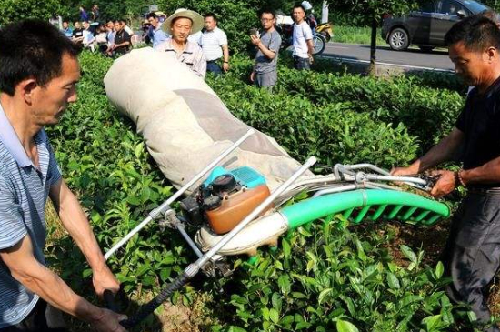 采茶的方法與步驟，如何正確采摘茶葉？