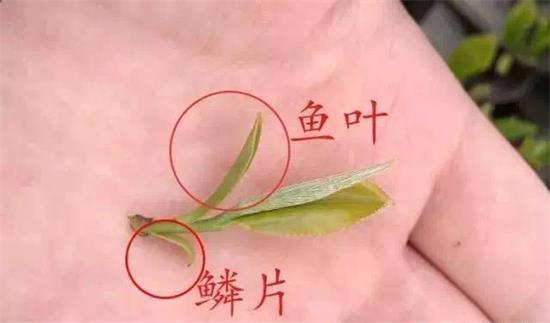 摘茶葉最快的方法，采摘茶葉怎么才能快？