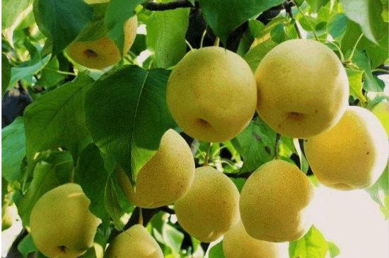 一把真正的本山綠泥壺最低多少錢，什么價(jià)格能買到本山綠泥紫砂壺？