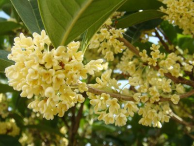 桂花泡茶禁忌，桂花泡水喝的9大禁忌