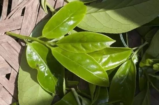 鴨屎香茶哪些人不能飲，什么人不能喝鴨屎香