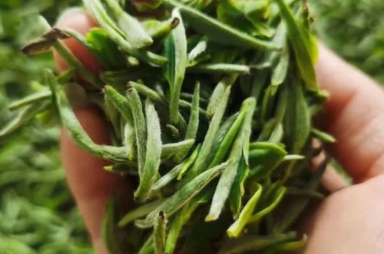 金壇雀舌算不算好茶，金壇雀舌屬于什么檔次茶葉？