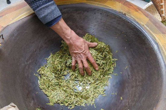 雀舌有一股青草味，雀舌為什么有青草味？