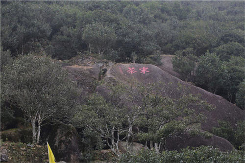 宋種一號價(jià)值為什么高，鳳凰單樅宋種1號價(jià)格與產(chǎn)量多少？