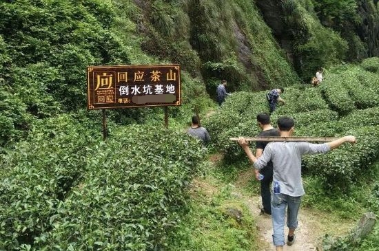 300塊錢的金駿眉能喝嗎，兩三百多金駿眉和一千多區(qū)別