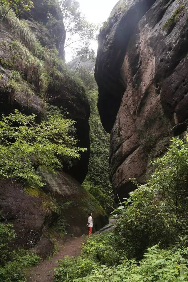 武夷山為什么盛產(chǎn)茶葉，武夷山茶為什么好喝？