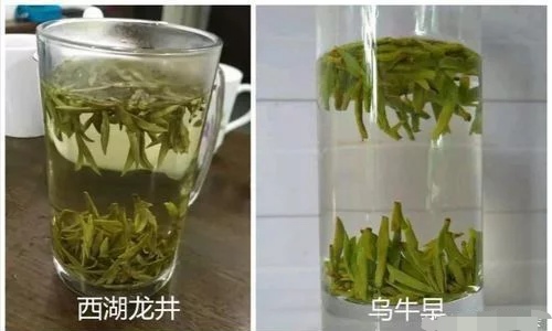 烏牛早和龍井的區(qū)別圖片，龍井43號和烏牛早茶的對比
