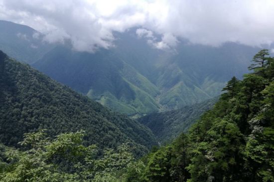 300塊錢的金駿眉能喝嗎，兩三百多金駿眉和一千多區(qū)別