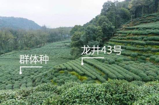 43號(hào)龍井屬于好茶嗎，龍井茶43號(hào)是什么意思？