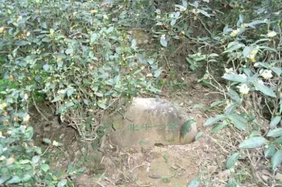 母樹大紅袍給誰喝了，為什么母樹大紅袍叫三棵六株？