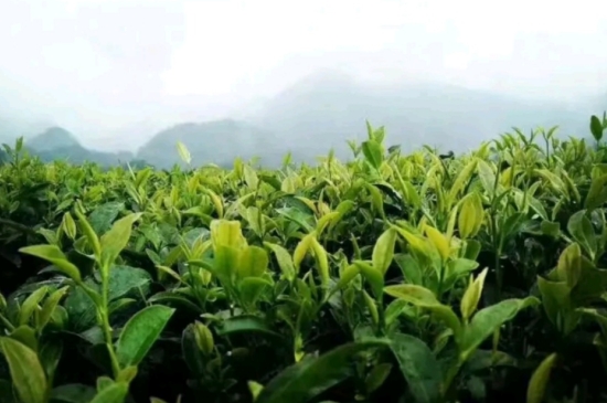 一天3杯紅茶抗癌，常飲紅茶對(duì)身體有好處！