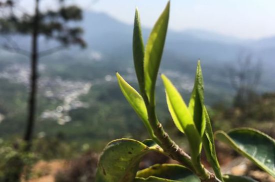 鳳凰單樅什么人不能喝，哪些人不能飲單叢茶