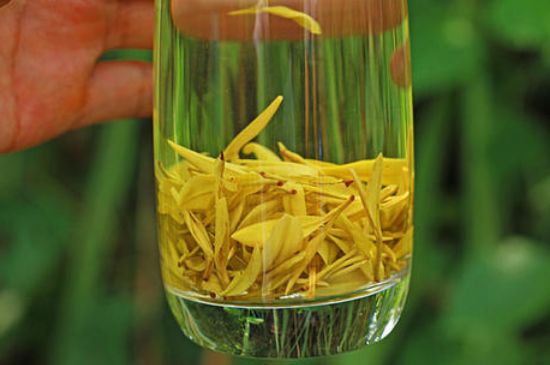 茶中奇葩黃金芽，安吉白茶中黃金芽的特點