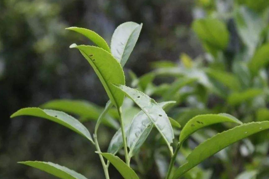 單叢茶十大香型以及常見(jiàn)品種大全，潮安鳳凰單樅十大名香歸類(lèi)