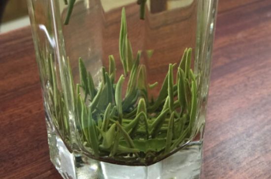 竹葉青和雀舌哪個貴，竹葉青茶貴嗎？