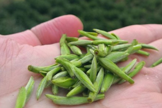 什么綠茶茶葉唇齒留香，哪個品種綠茶香氣好？