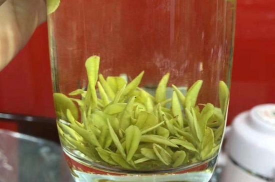 茶中奇葩黃金芽，安吉白茶中黃金芽的特點